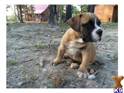 bulldog puppy posted by best Price pups